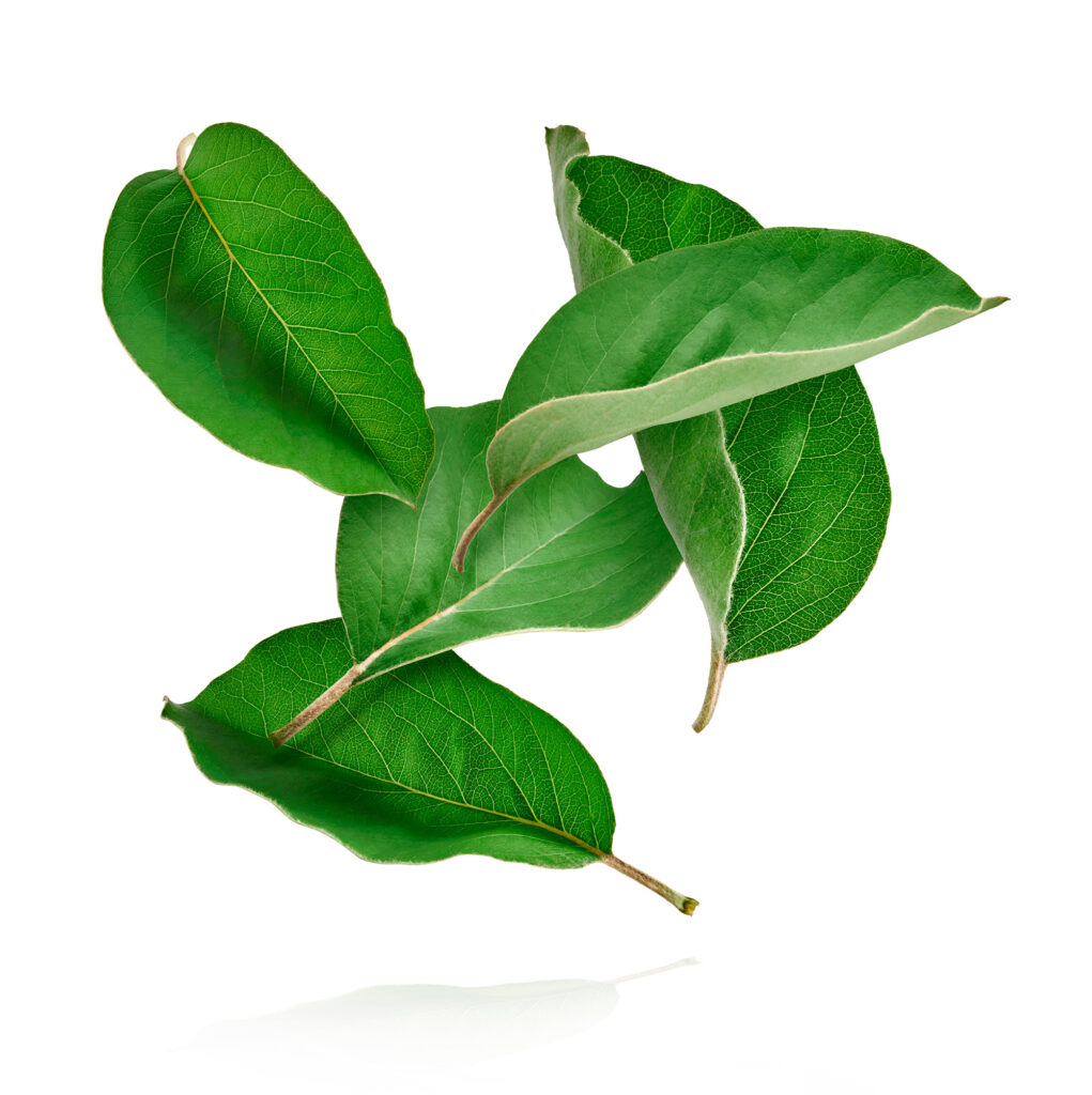 Producto Ecológico